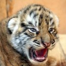 A week-old Bengal Tiger cub 이미지