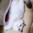 랄라스윗 캐터리 랙돌 성장 후 모습❤️ (분양 후기 포함)