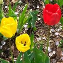 행복의아침 이미지