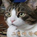 참 이미지