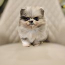 멍품 강아지분양 본점 이미지