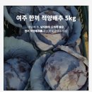 🔔여주 농가에서 SOS🔔 꼬마적양배추 5kg 7500원!!! 이미지