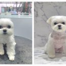 포메른 펫살롱 이미지