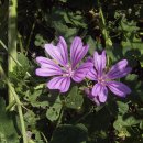 모브(MAUVE) 이미지