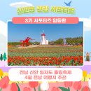 🌷전남 신안 임자도 튤립축제 4월 전남 여행지 추천
