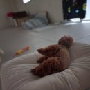 반짝반짝내작은개 이미지