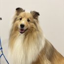 아이앤독 이미지