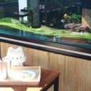 엔젤인어항 이미지