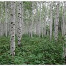 인제03-3 이미지