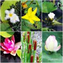 남생이못 습지생태 관찰원 이미지