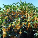 녹차농원 이미지