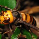 장수-장수-비상-01 이미지