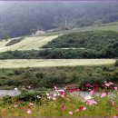 꽃피는언덕 이미지