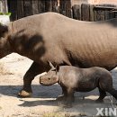 쫄랑쫄랑 이미지