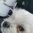 나눔 양한방동물병원 네이버블로그