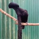 Long-wattled umbrellabird(긴망태 우산새) 이미지