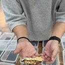 무지개공룡 방문 후기 첫 파충류샵 체험기