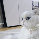 숲냥숲냥 이미지