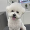 로에펫 이미지