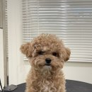 루루애견 이미지