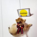 똘이광택 이미지