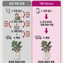 부천 쎄그넷 백만장자의 금전수 개업화분 배송 후기