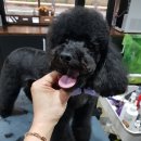 쌍군그루밍 네이버블로그
