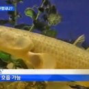 물고기,코끼리 이미지