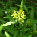 깔롱쟁이 이미지