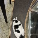 동물다방 이미지