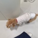 스무살의꿈 동물병원 이미지