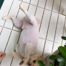 디아크동물병원 이미지