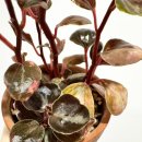 페페로미아 이미지