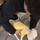 코지펫살롱 이미지