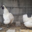 잉꼬건강원 네이버블로그