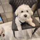 피터펫카페 일산점 이미지