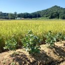 혜순옹주묘 이미지