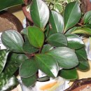 페페로미아 이미지