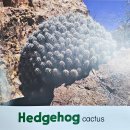 37 Cactus Names 이미지