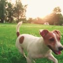 테마 애견 이미지