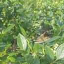 자닮유치원 이미지