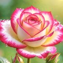 Neil Sedaka - Oh! Carol (Lyrics) 이미지