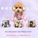 개성애견카페