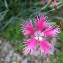 연천학곡리고인돌 이미지