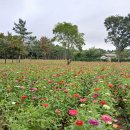 경주 황성공원 넓은 꽃밭 조성되다! 이미지