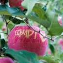 경도농장 이미지