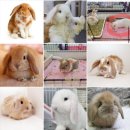 달콤하니냥 이미지