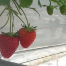 이상원농장 이미지