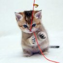 고냥이
