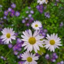 오서경로당 이미지